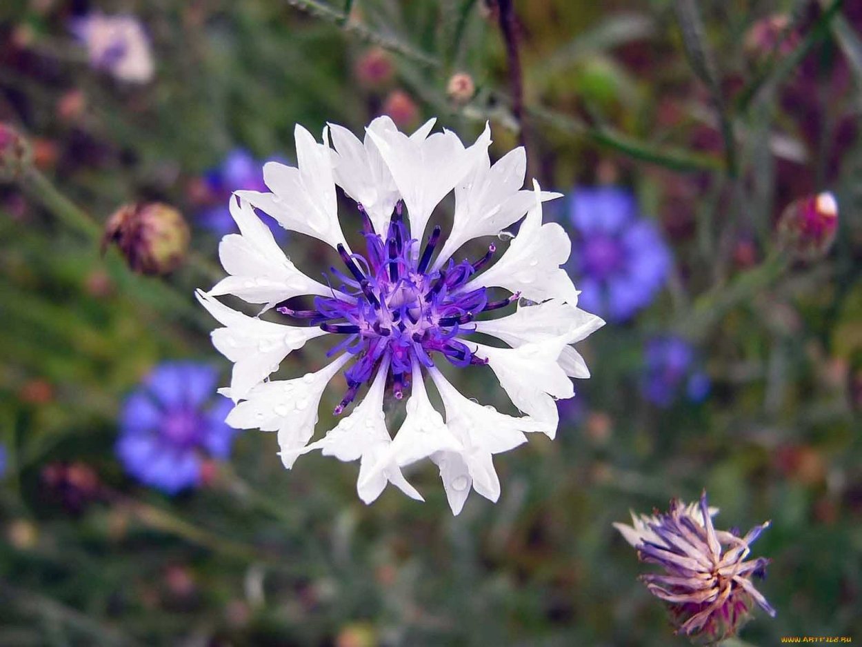 Василек Сибирский
