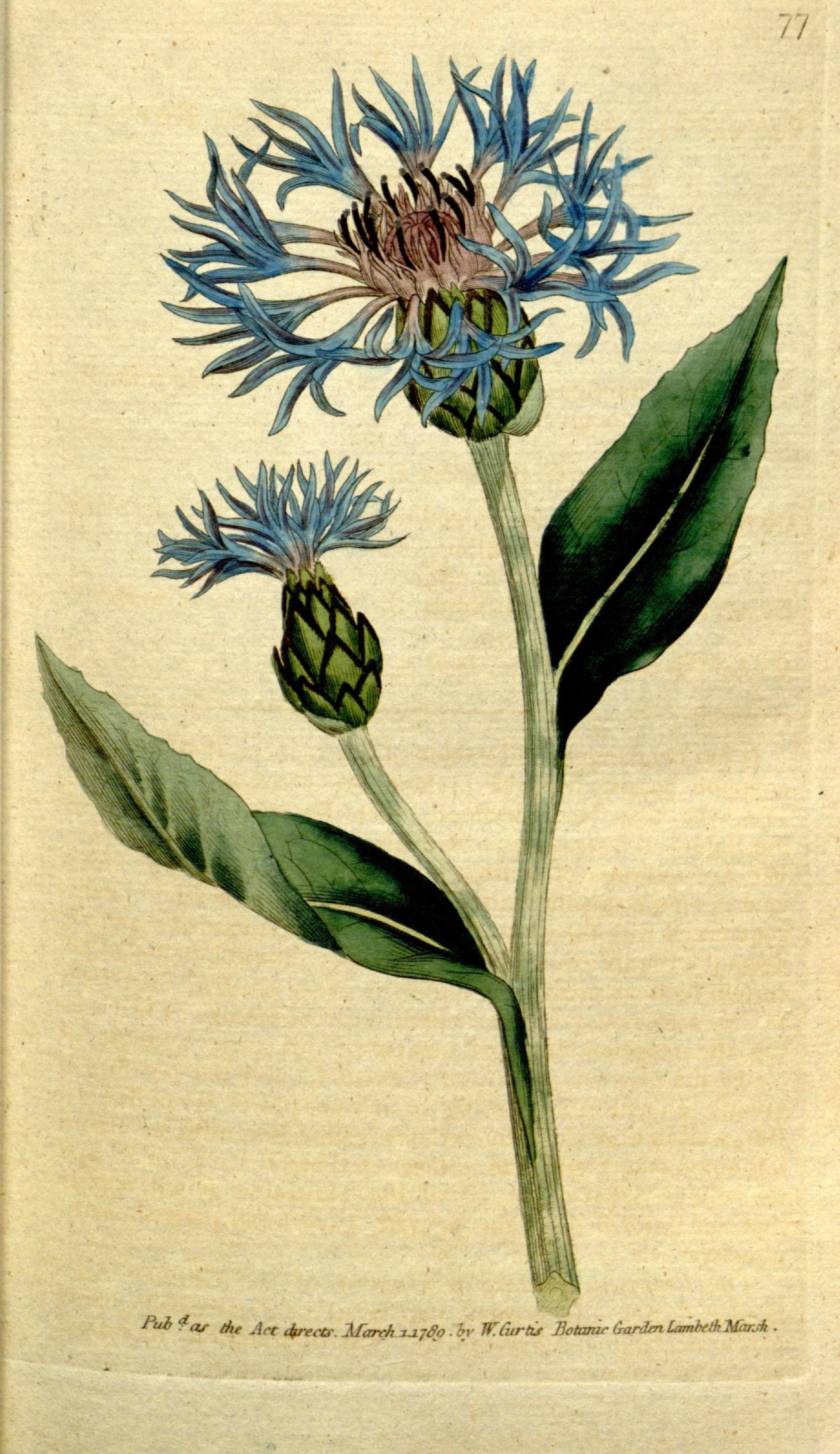 Василек Ботанический атлас