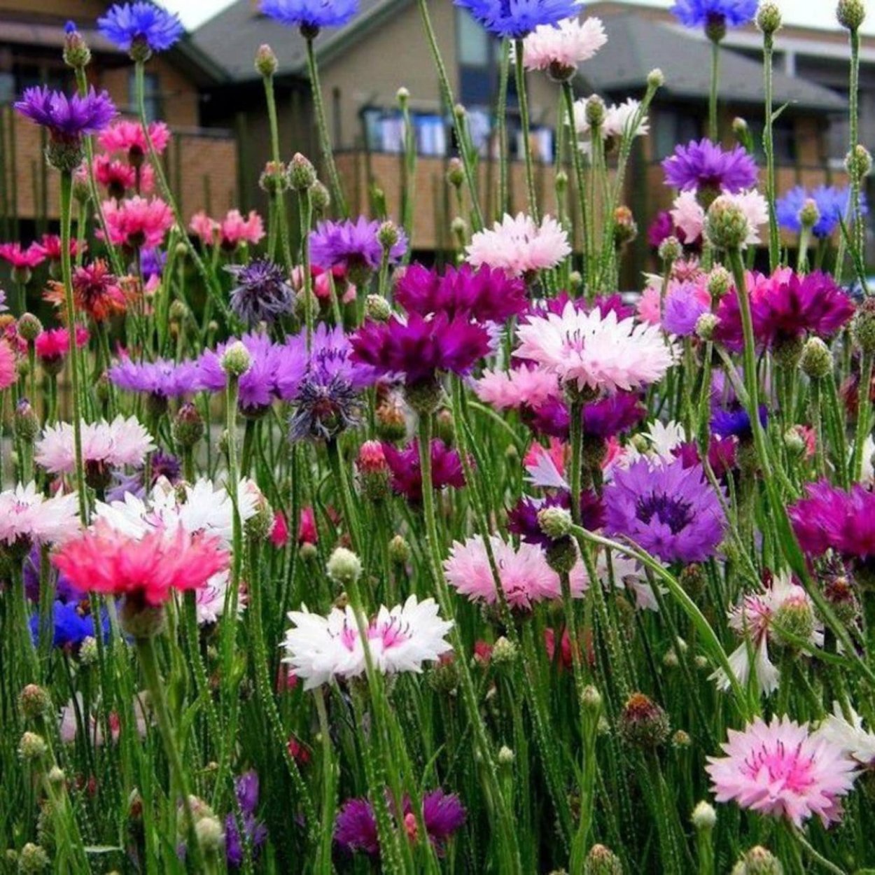 Василек однолетник