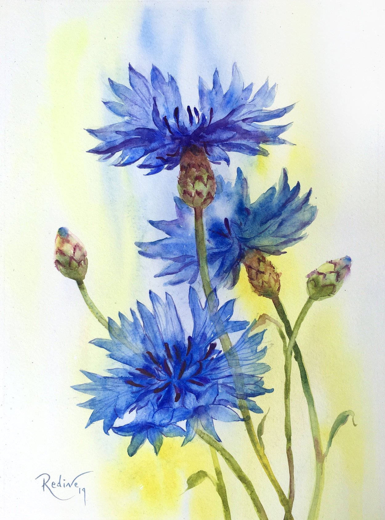 Васильки цветными карандашами