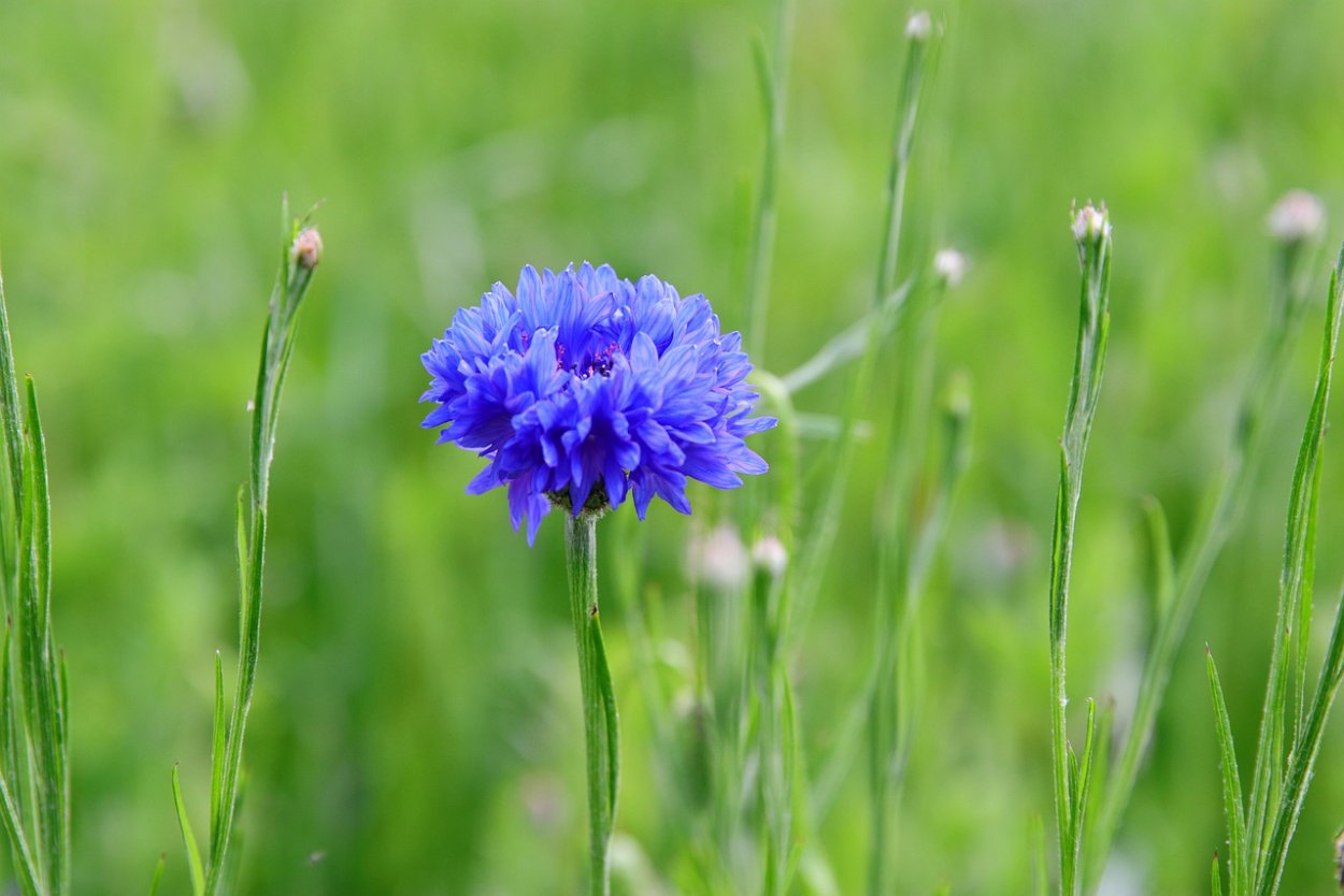 Василек зеленый