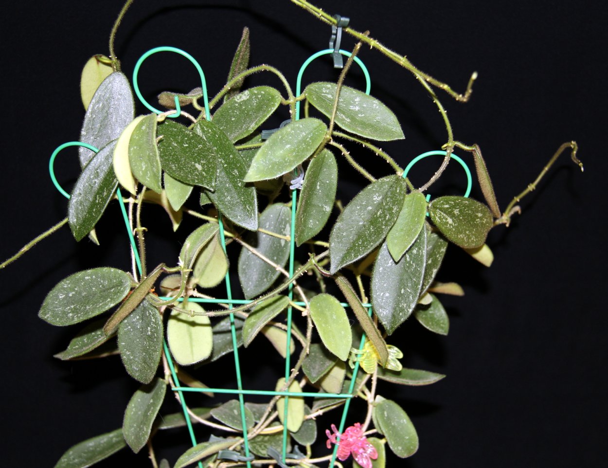 Хойя Hoya thomsonii EPC-169