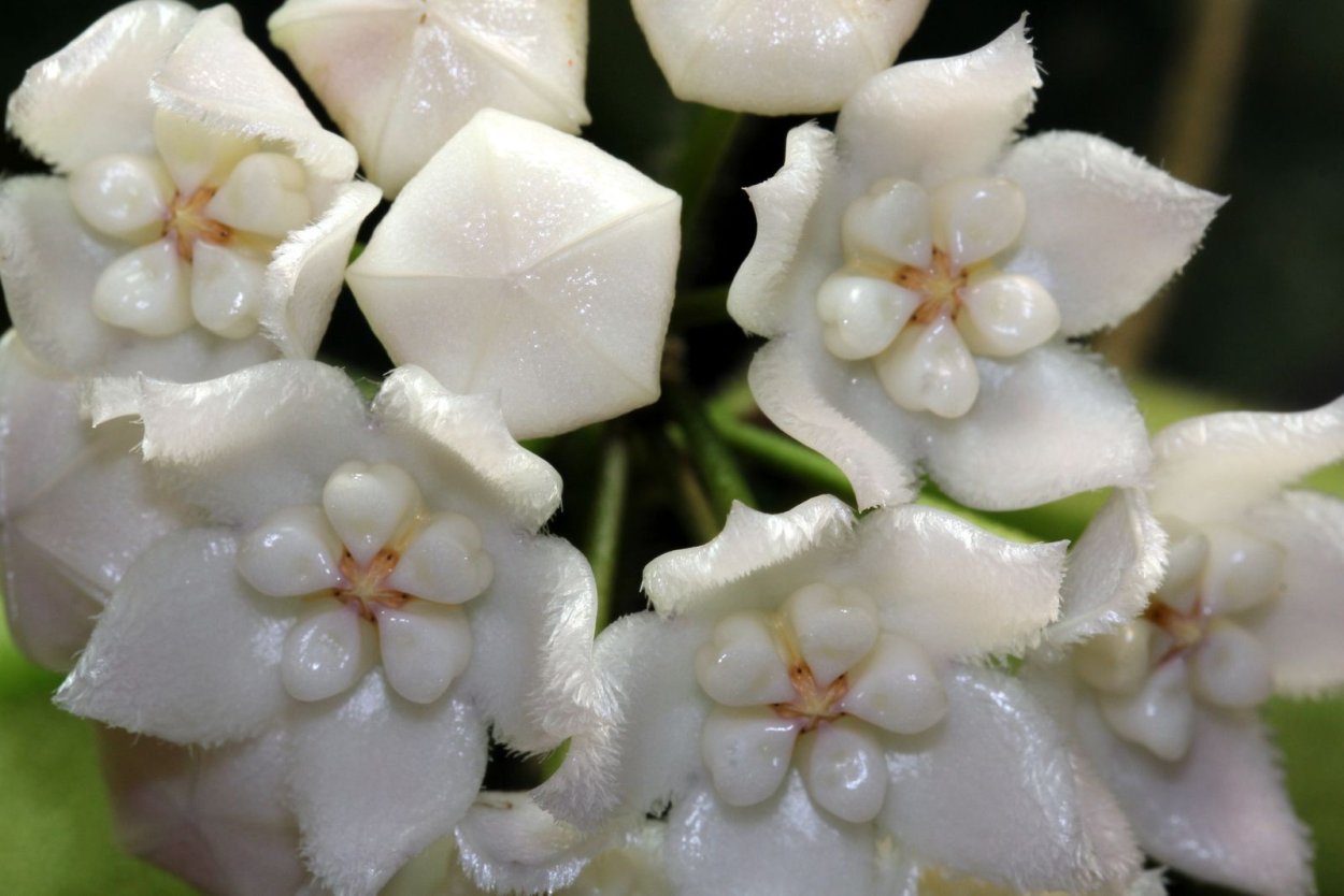 Хойя Hoya thomsonii