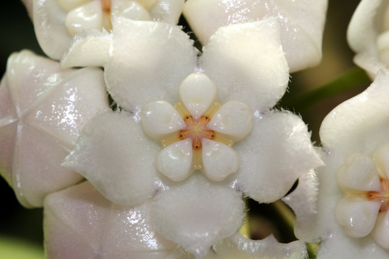 Hoya thomsonii 'White'