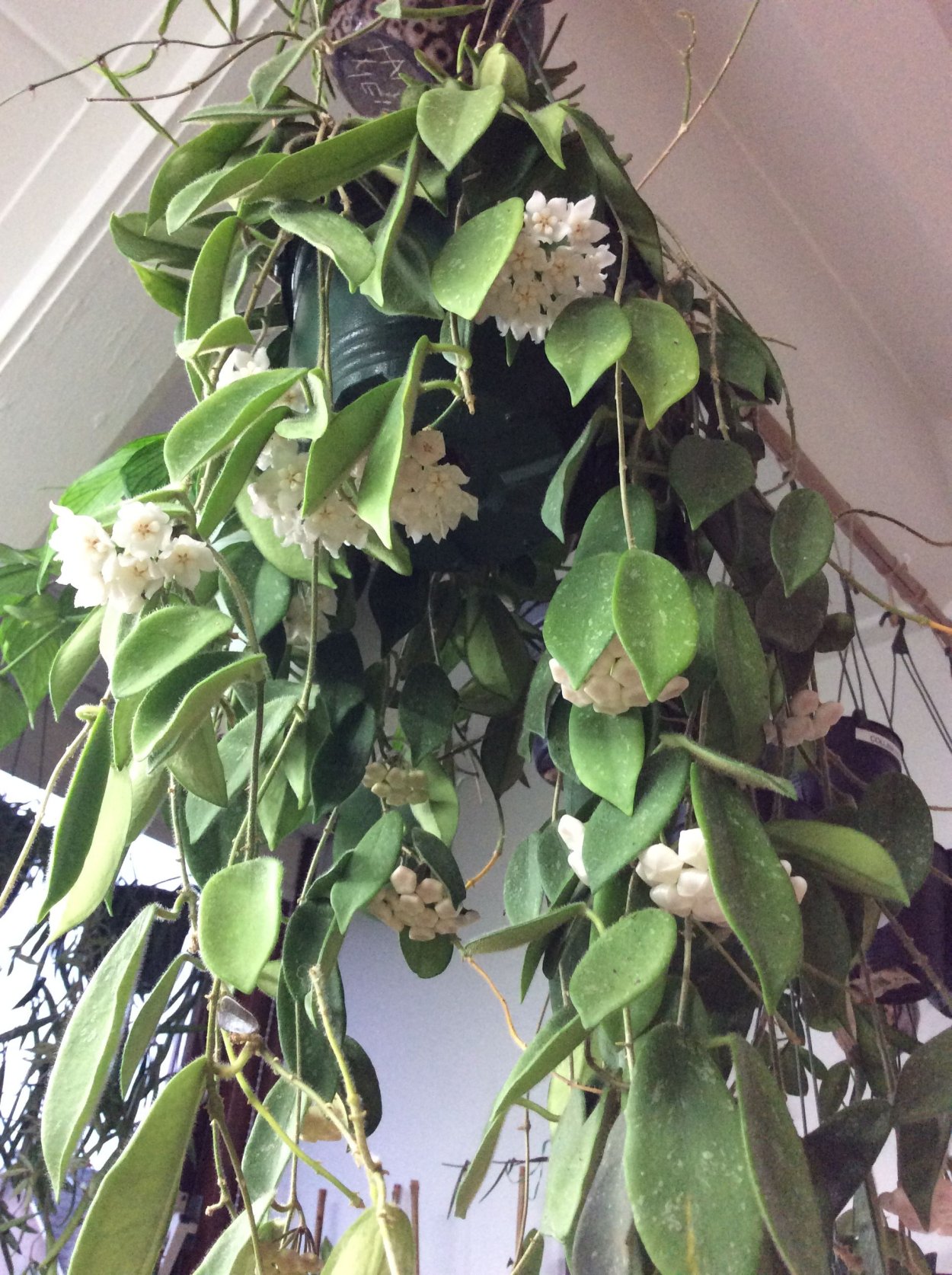 Хойя Hoya thomsonii