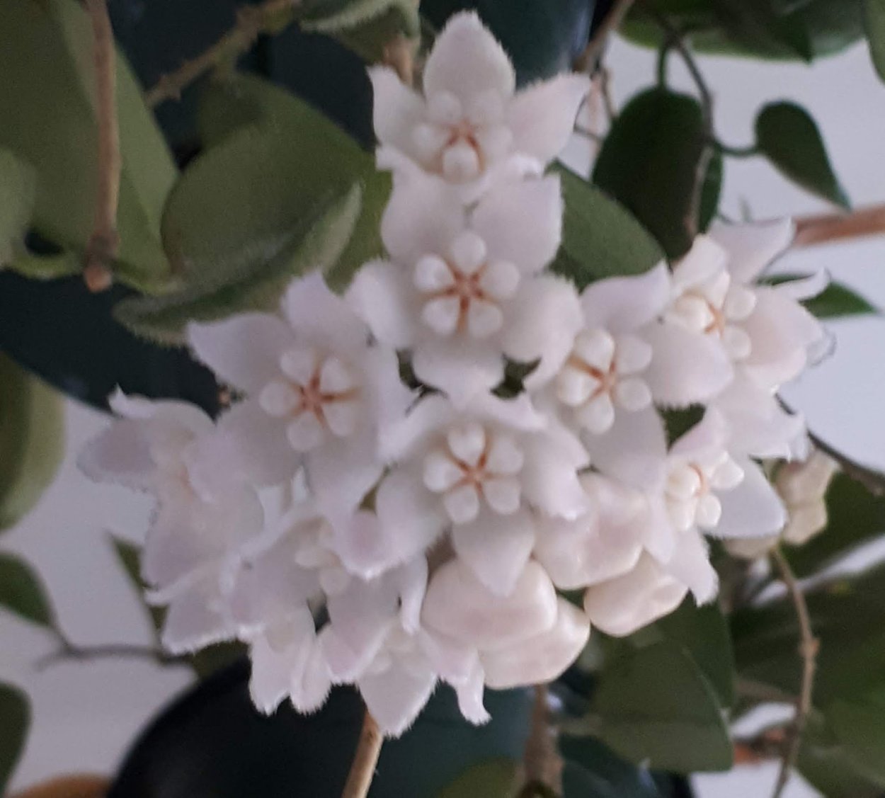 Хойя Томпсони