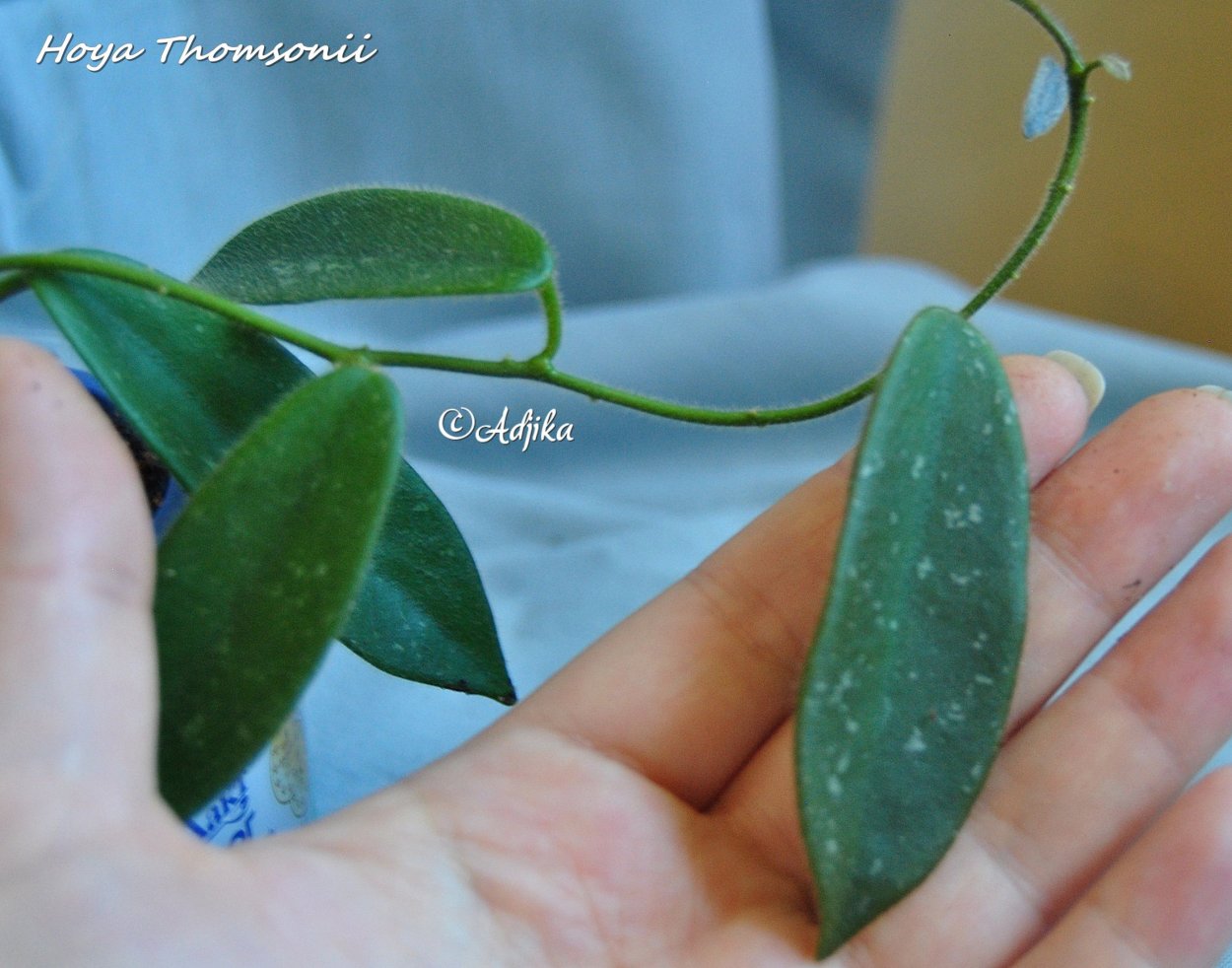 Hoya thomsonii 'White'