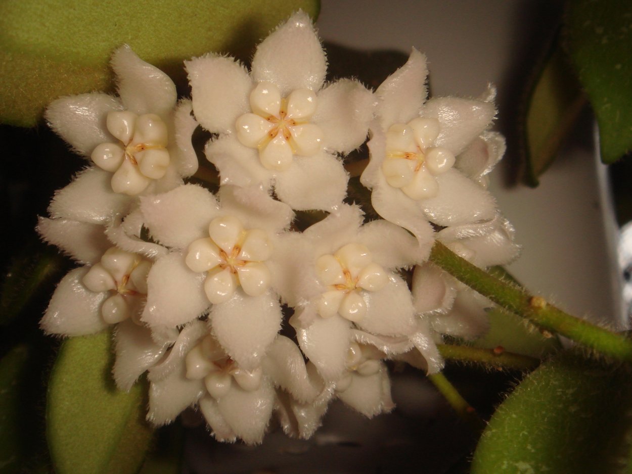 Хойя Томпсони