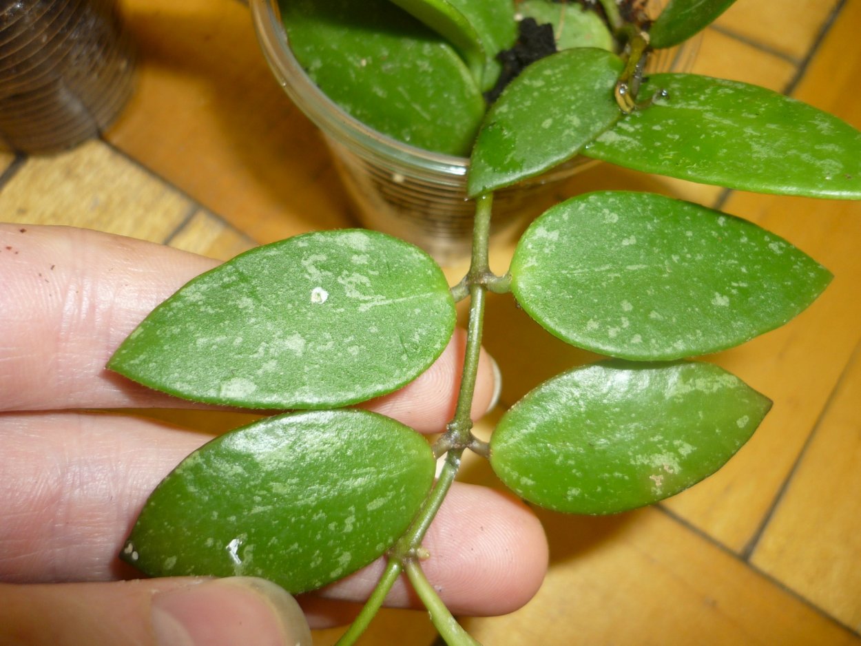 Хойя thompsonii