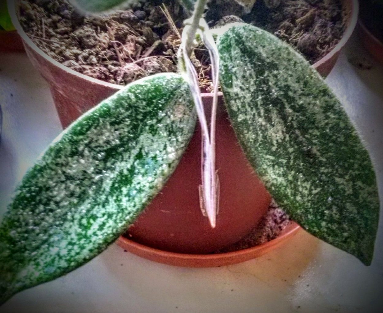 Хойя thomsonii dense hair Leaf