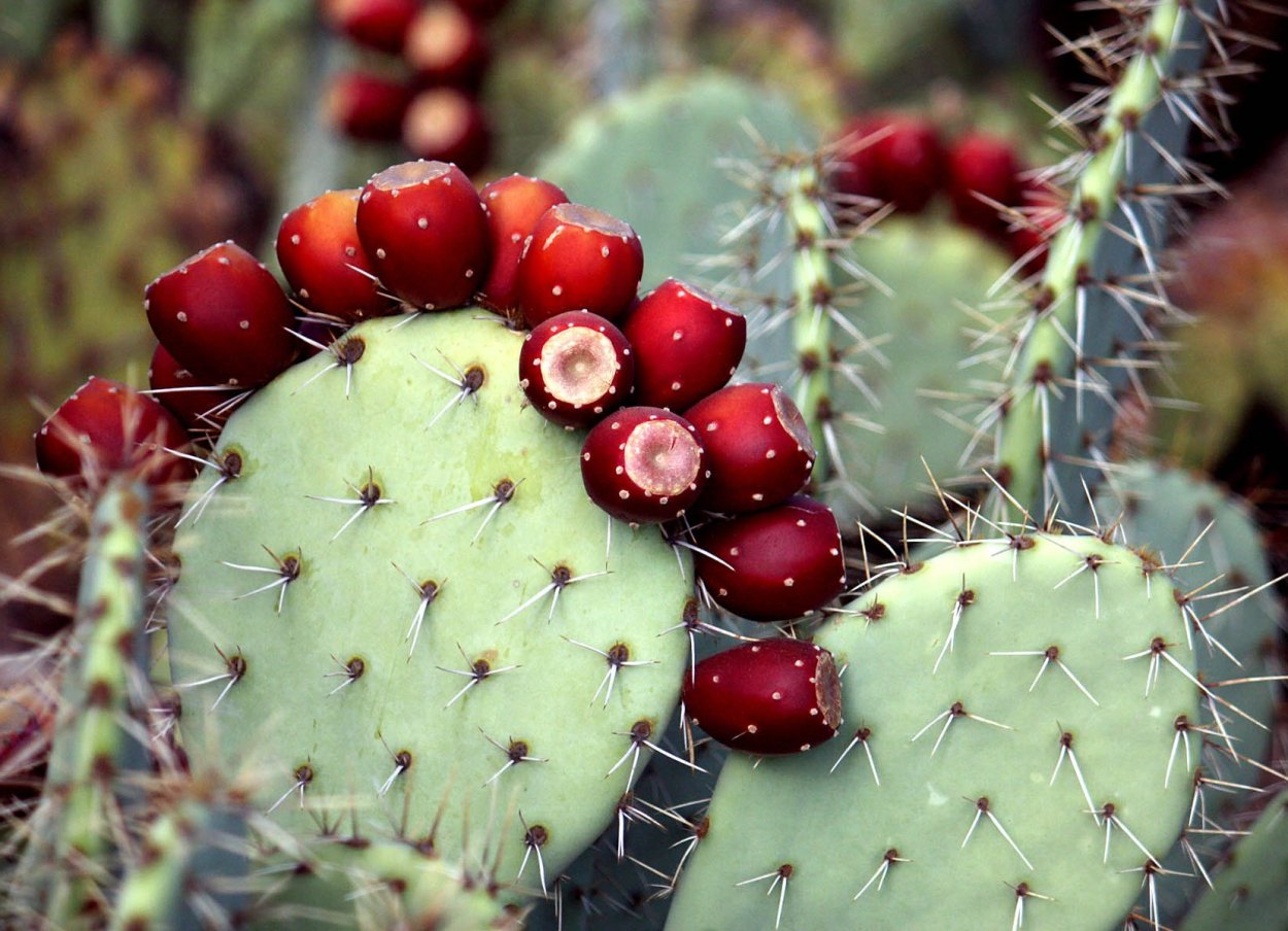 Опунция индийская Инжирная
