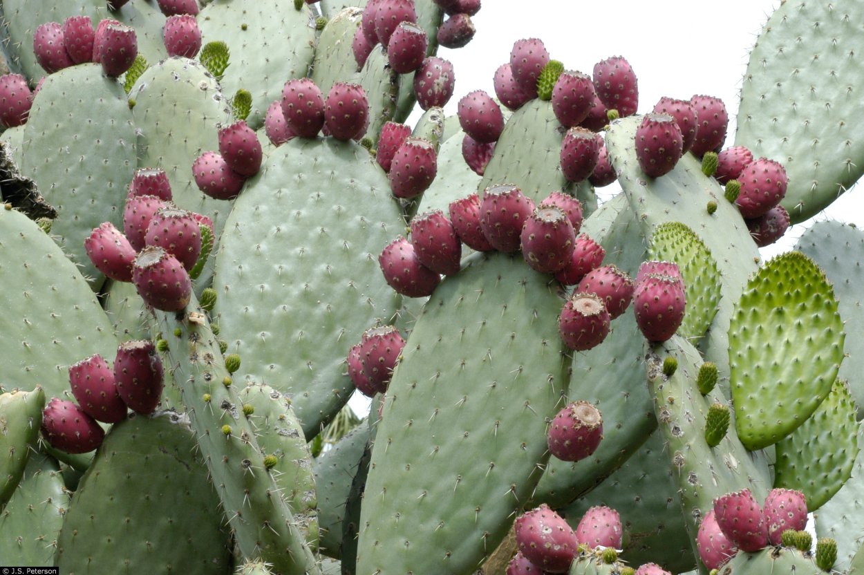 Опунция индийская Opuntia Ficus-Indica