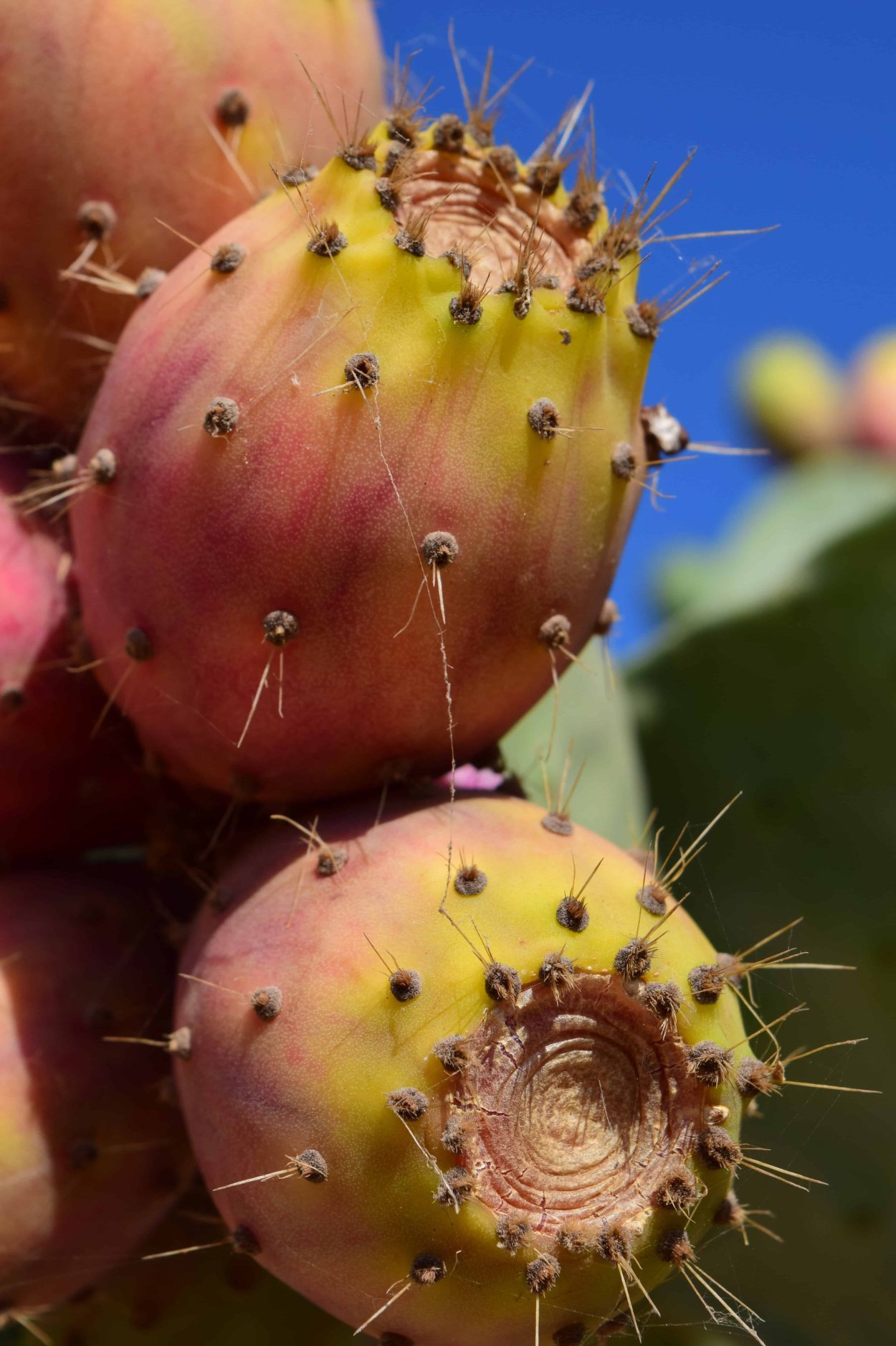 Фрукт Prickly Pear