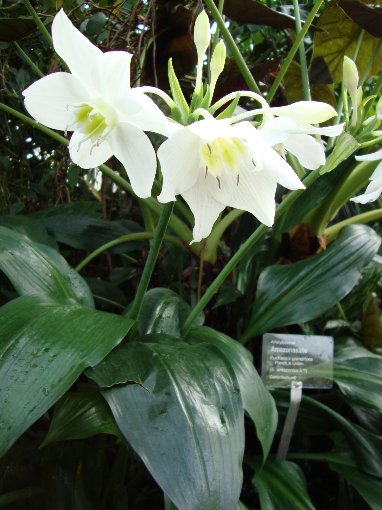 Эухарис Амазонская Лилия