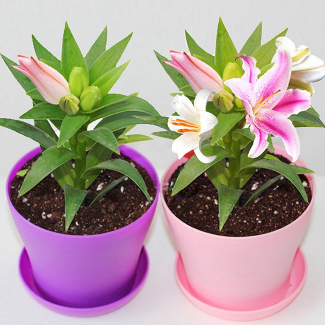 Лилия Miracle горшечная
