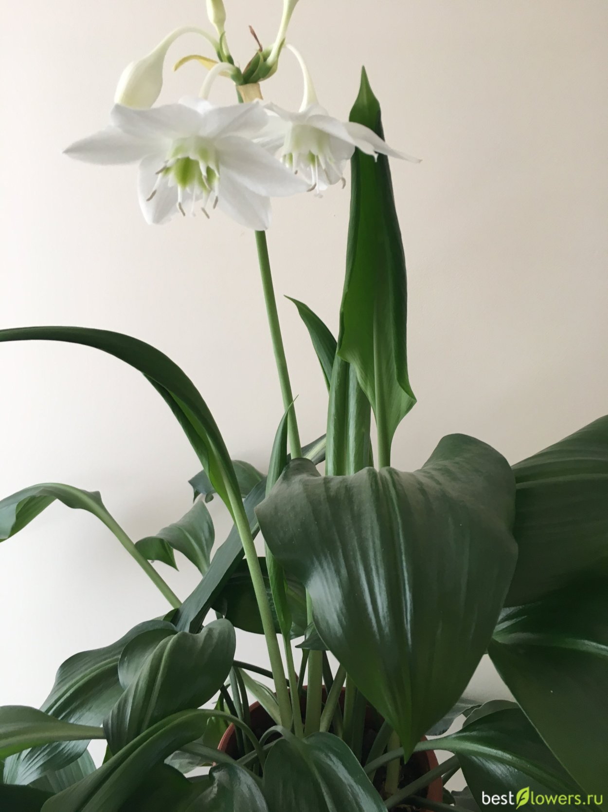 Эухарис Амазонская Лилия