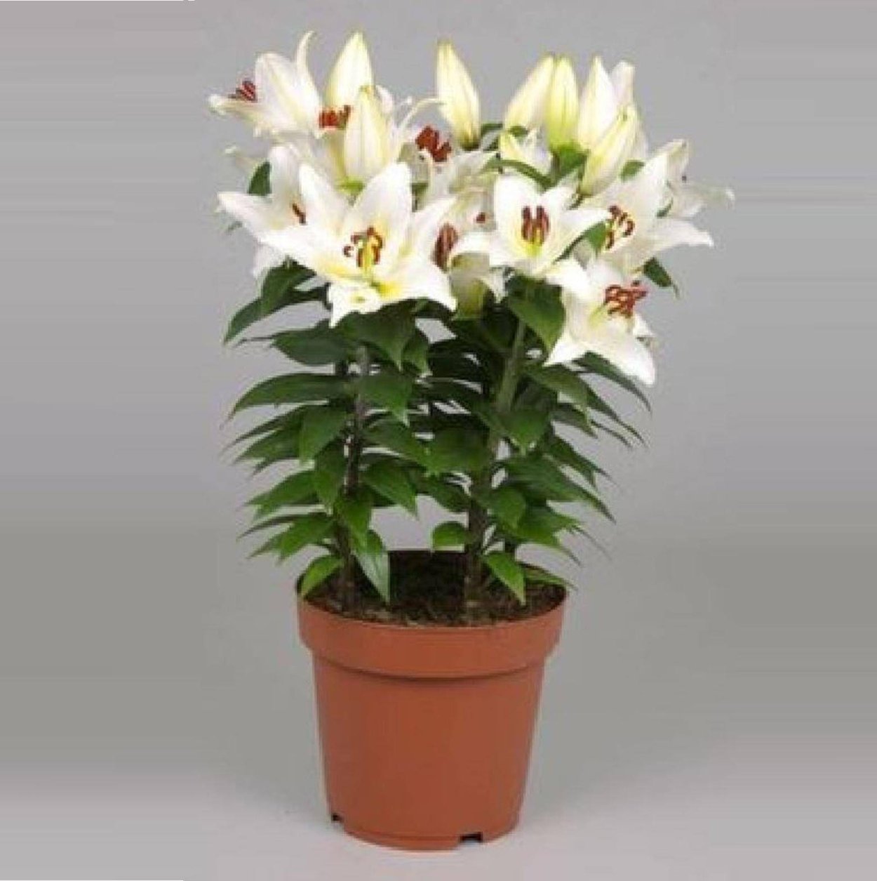 Лилия азиатская микс d14