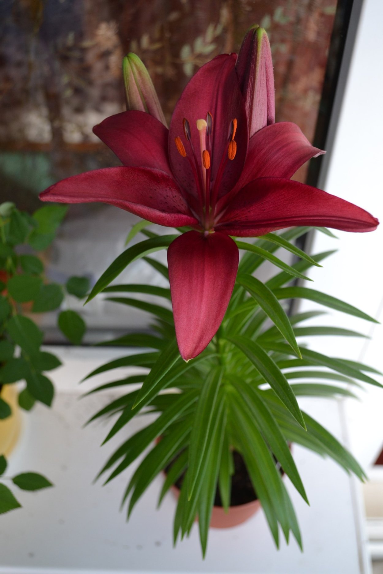 Лилия Аполло домашняя