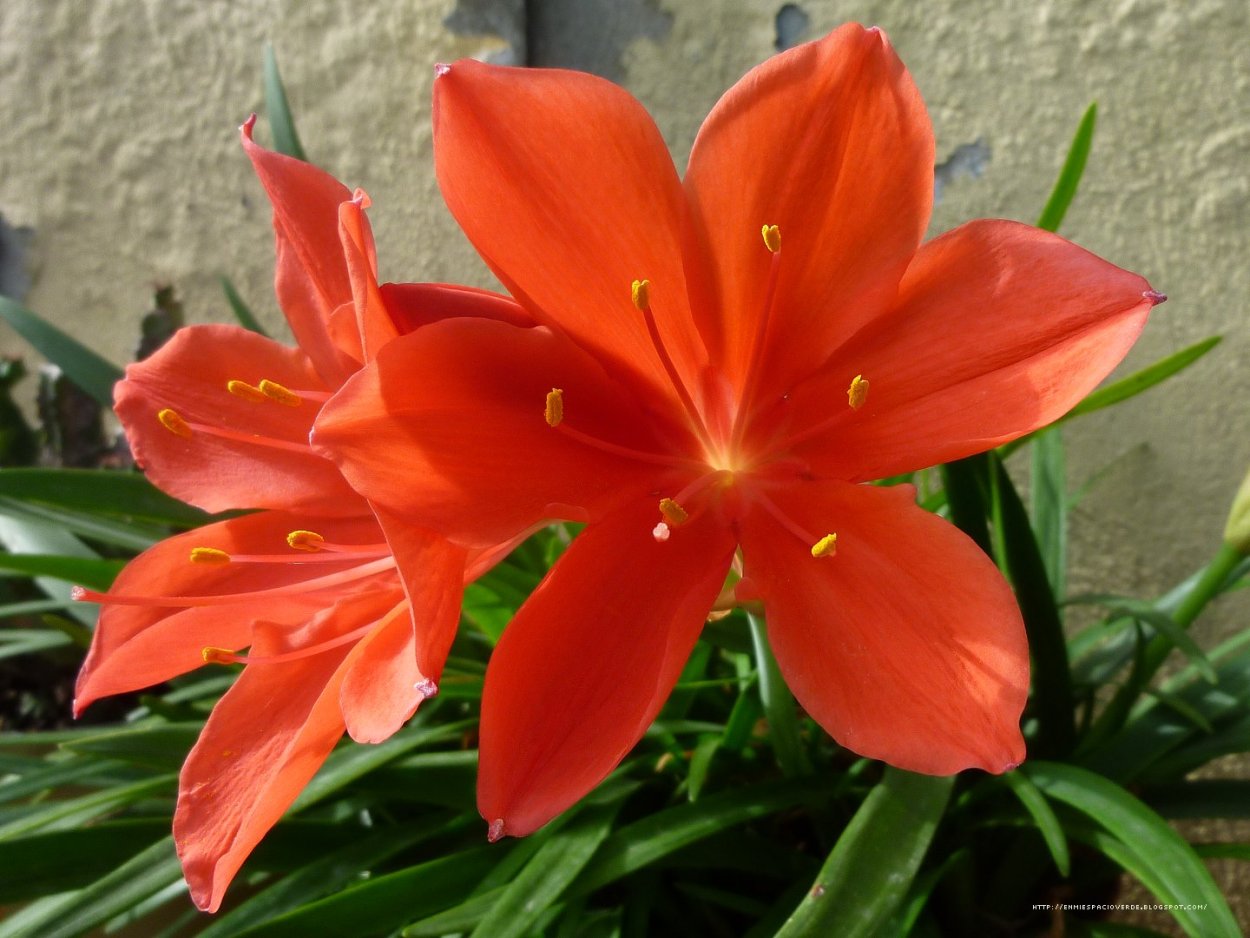 Луковичный цветок Валлота