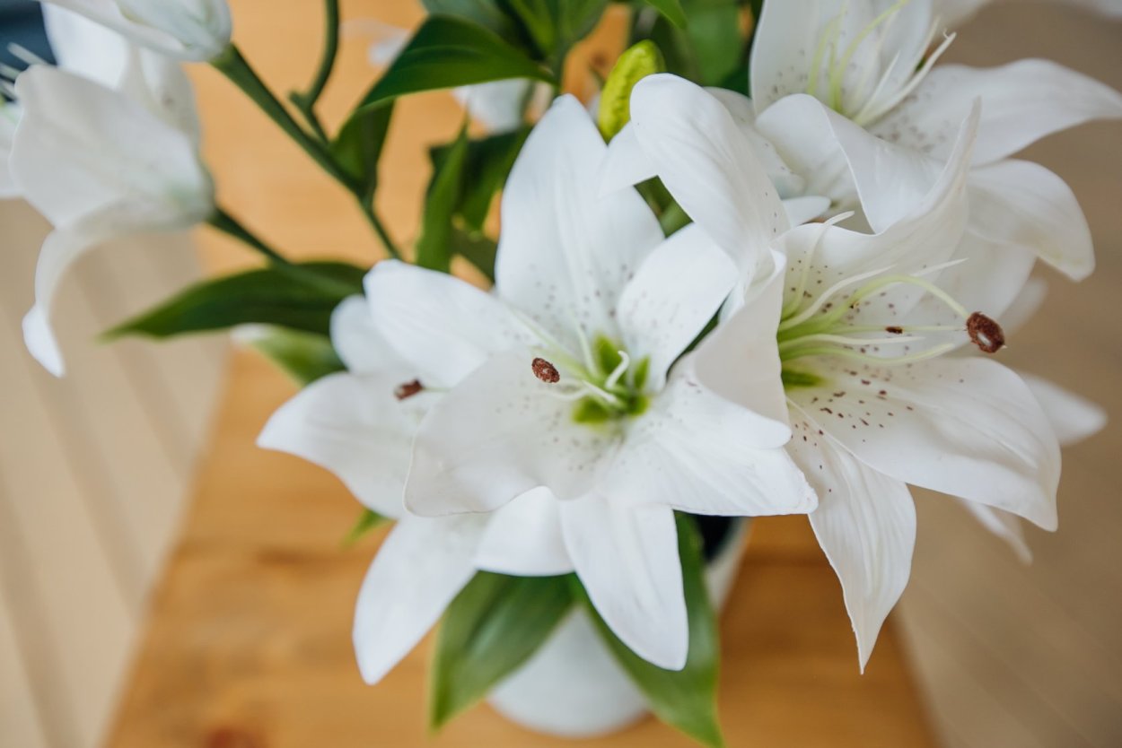 Лилия горшечная белая