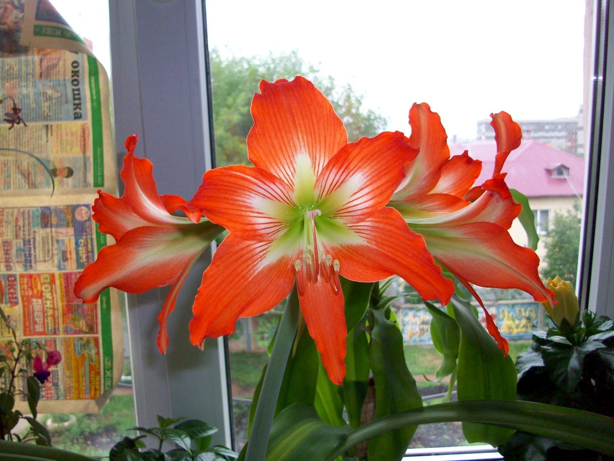 Лилия гиппеаструм