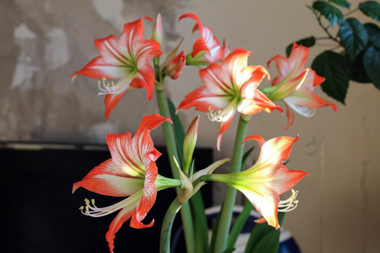 Амариллис (комнатная Лилия)