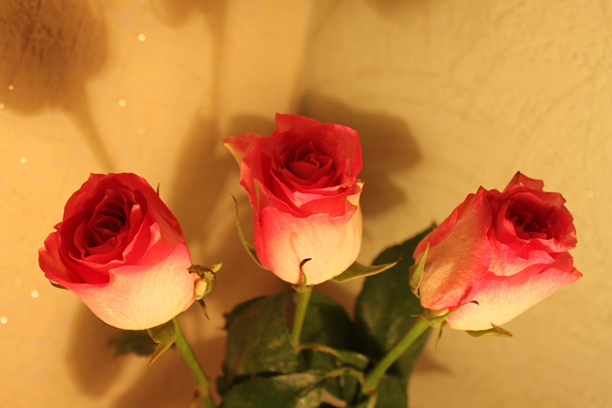 Декоративная роза