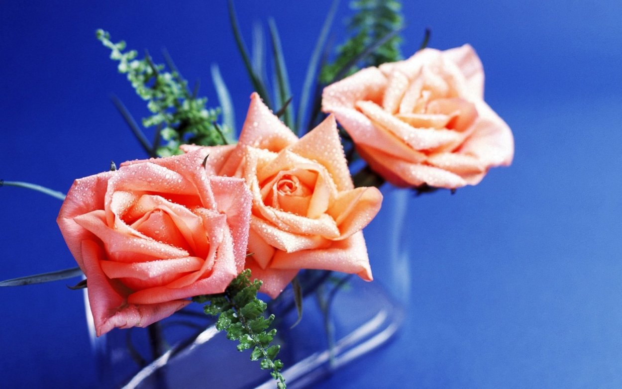 Розы 3 штуки