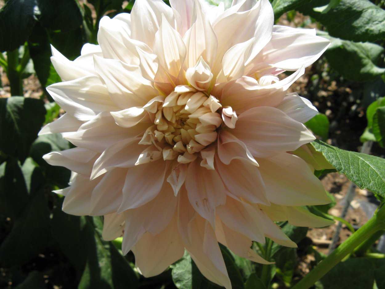 Георгин Cafe au lait