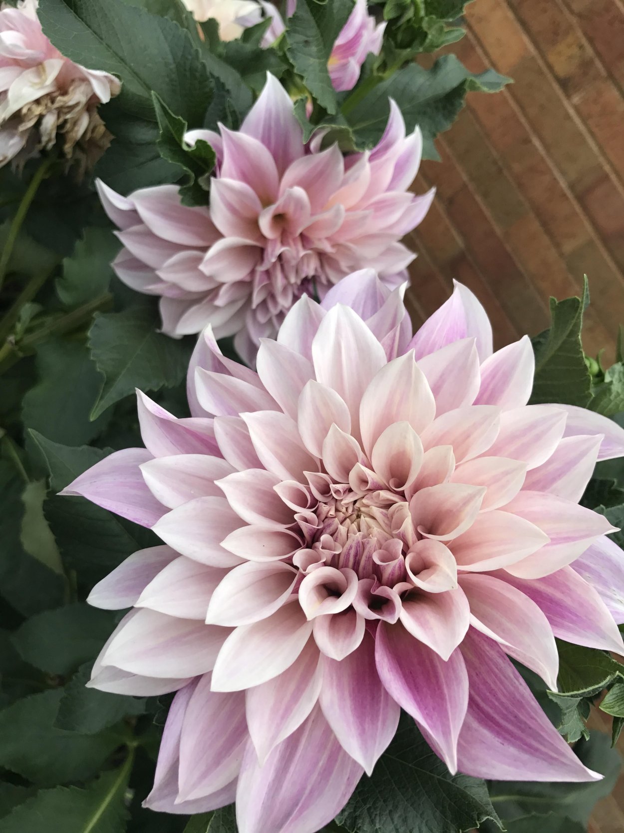 Георгин Dahlia Cafe au lait