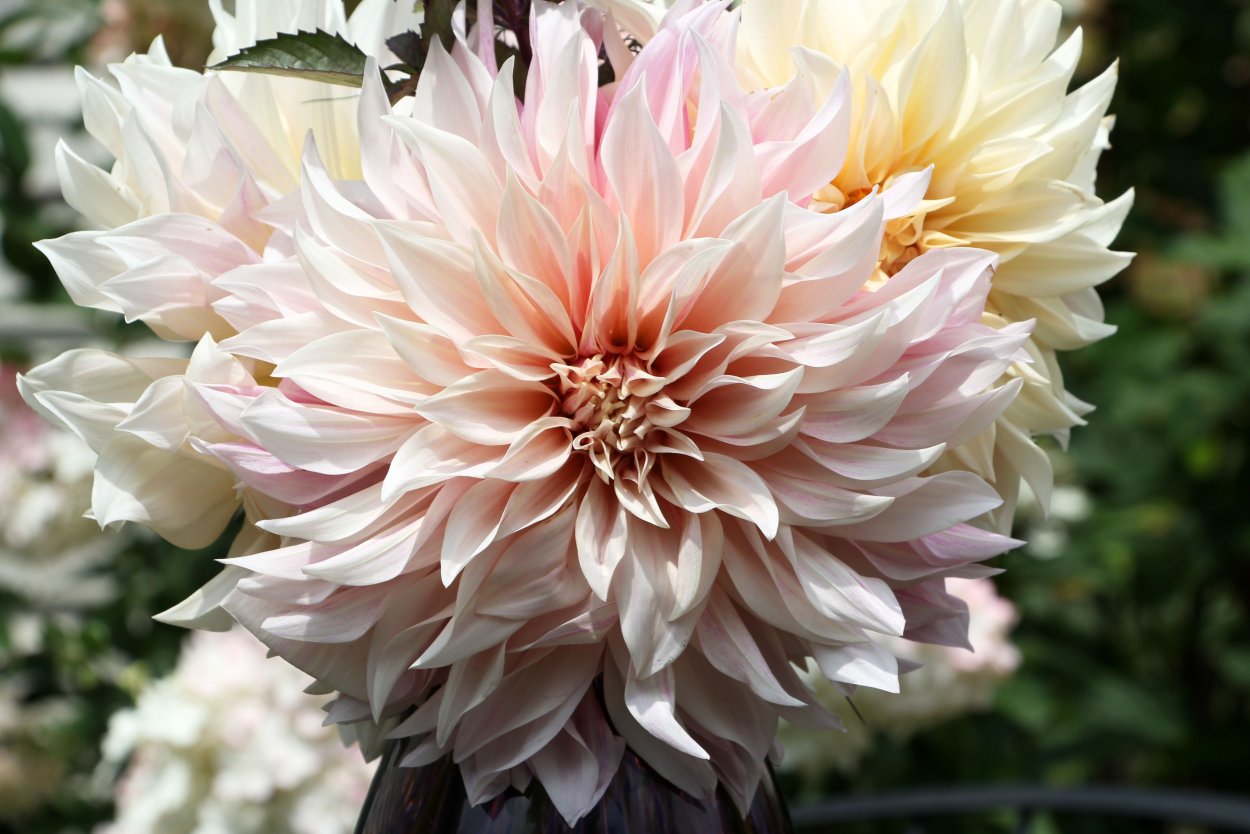 Георгины кафе о лейт