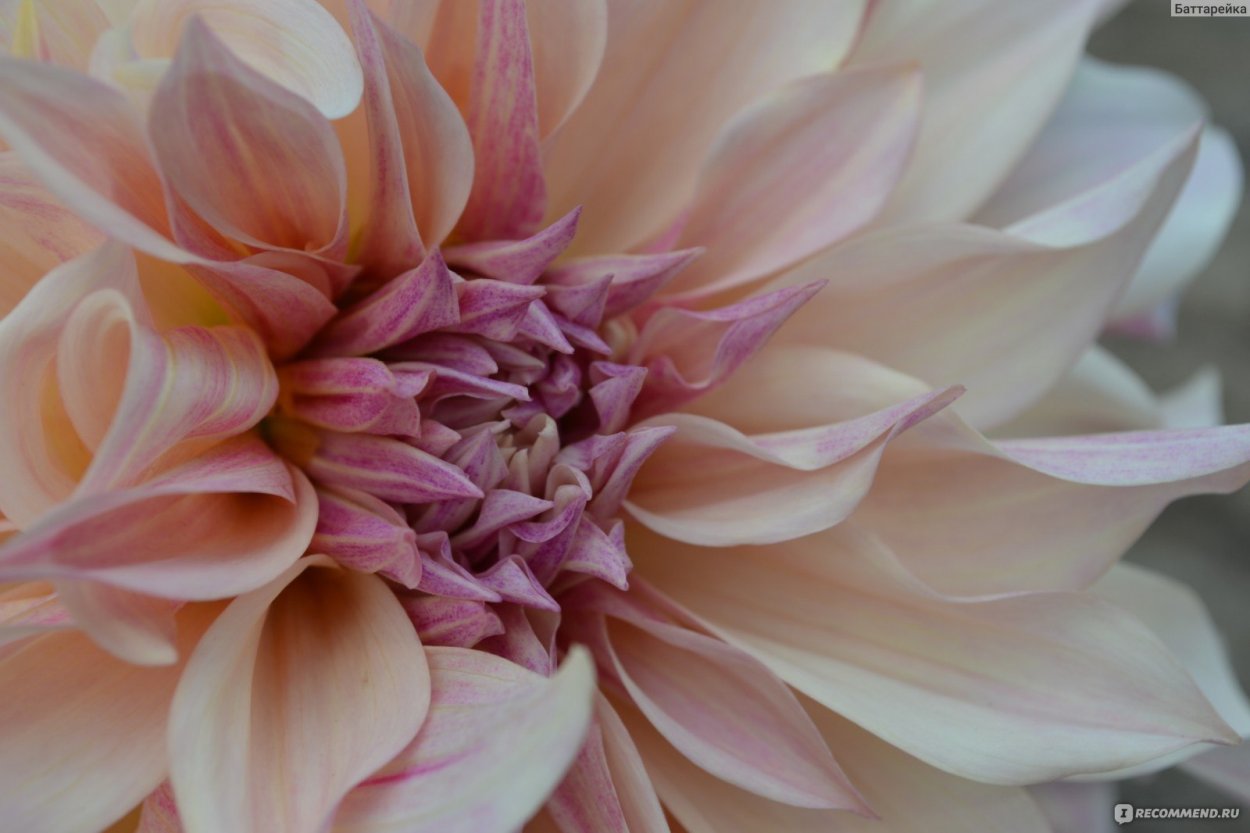 Георгин кафе о ЛЭ (декоративный)