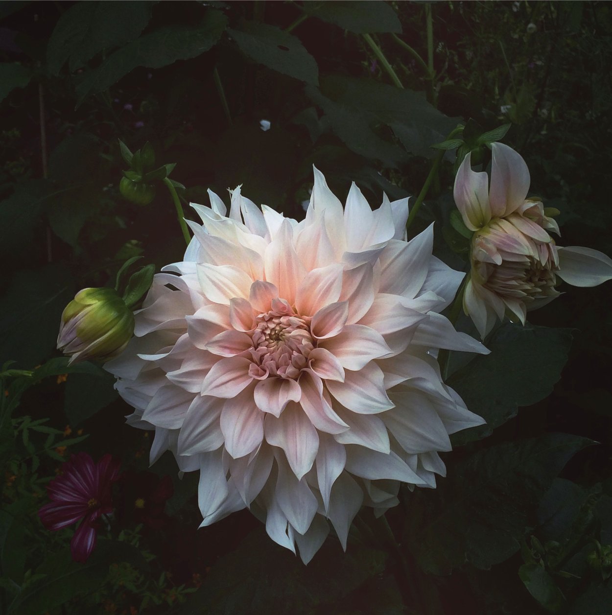 Dahlia Cafe au lait