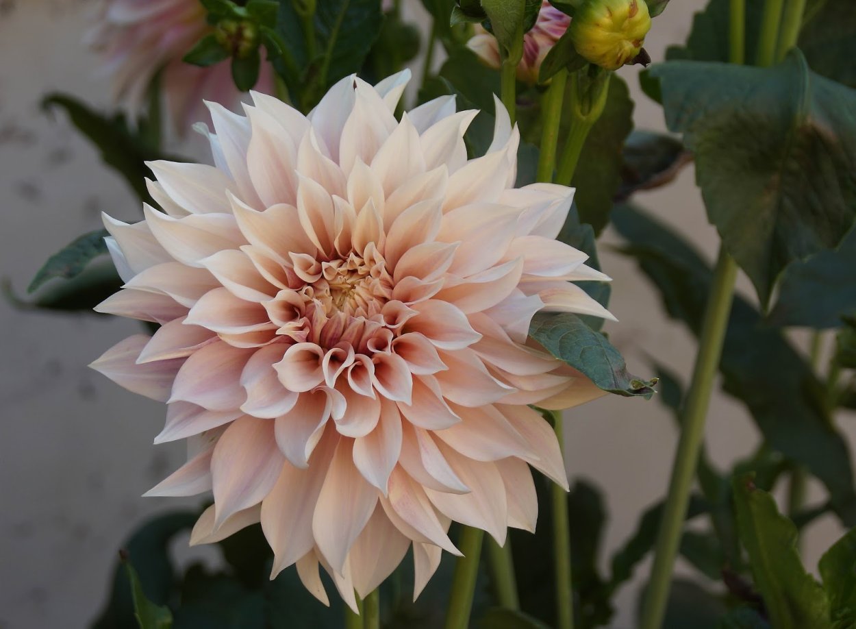 Георгина кафе о Ле