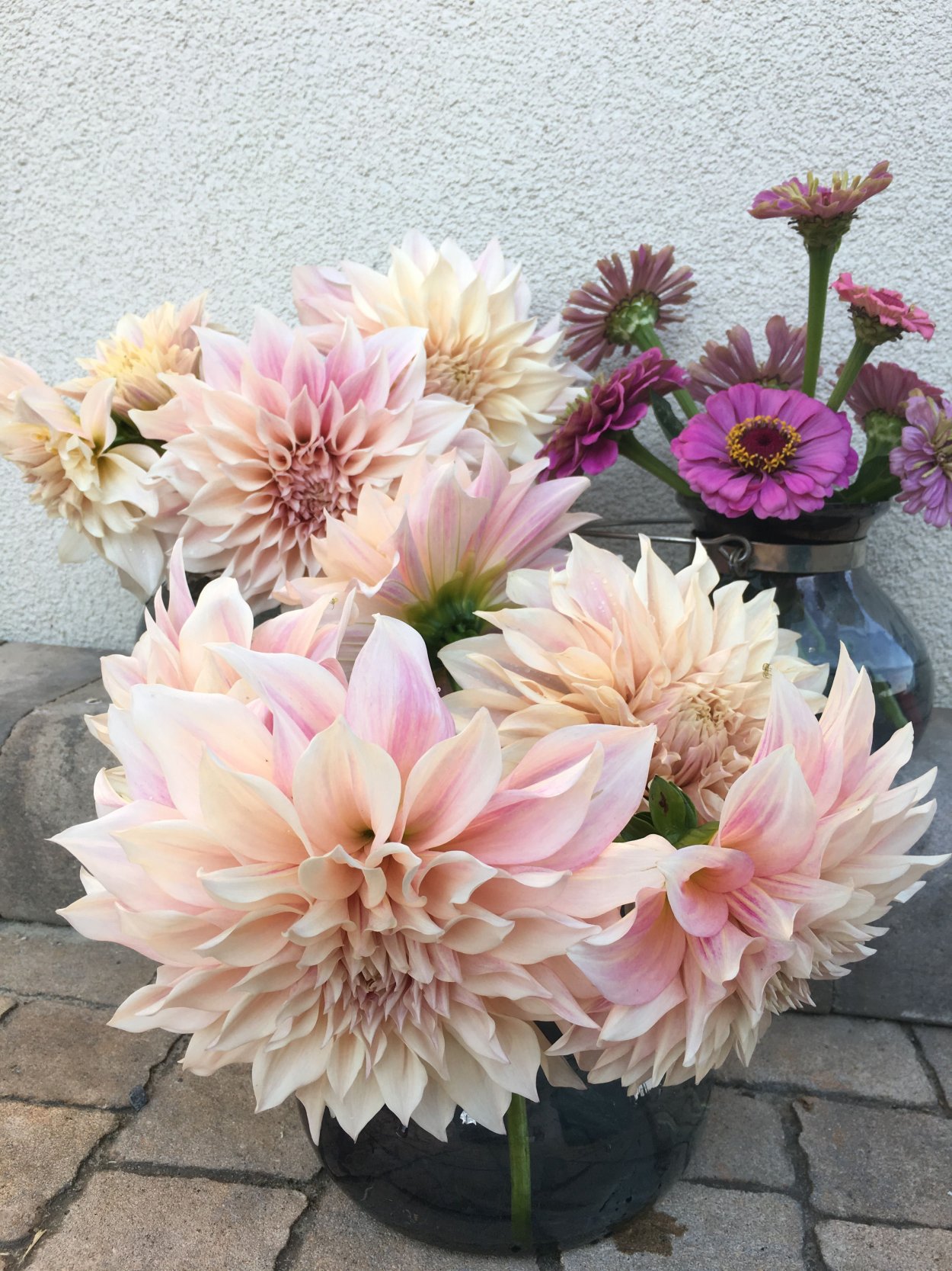 Георгин Dahlia Cafe au lait