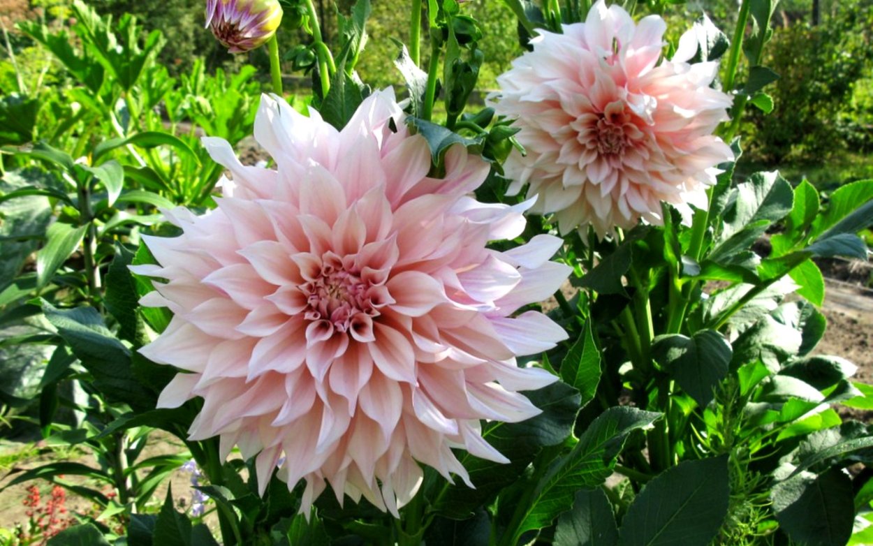 Георгин Dahlia Cafe au lait