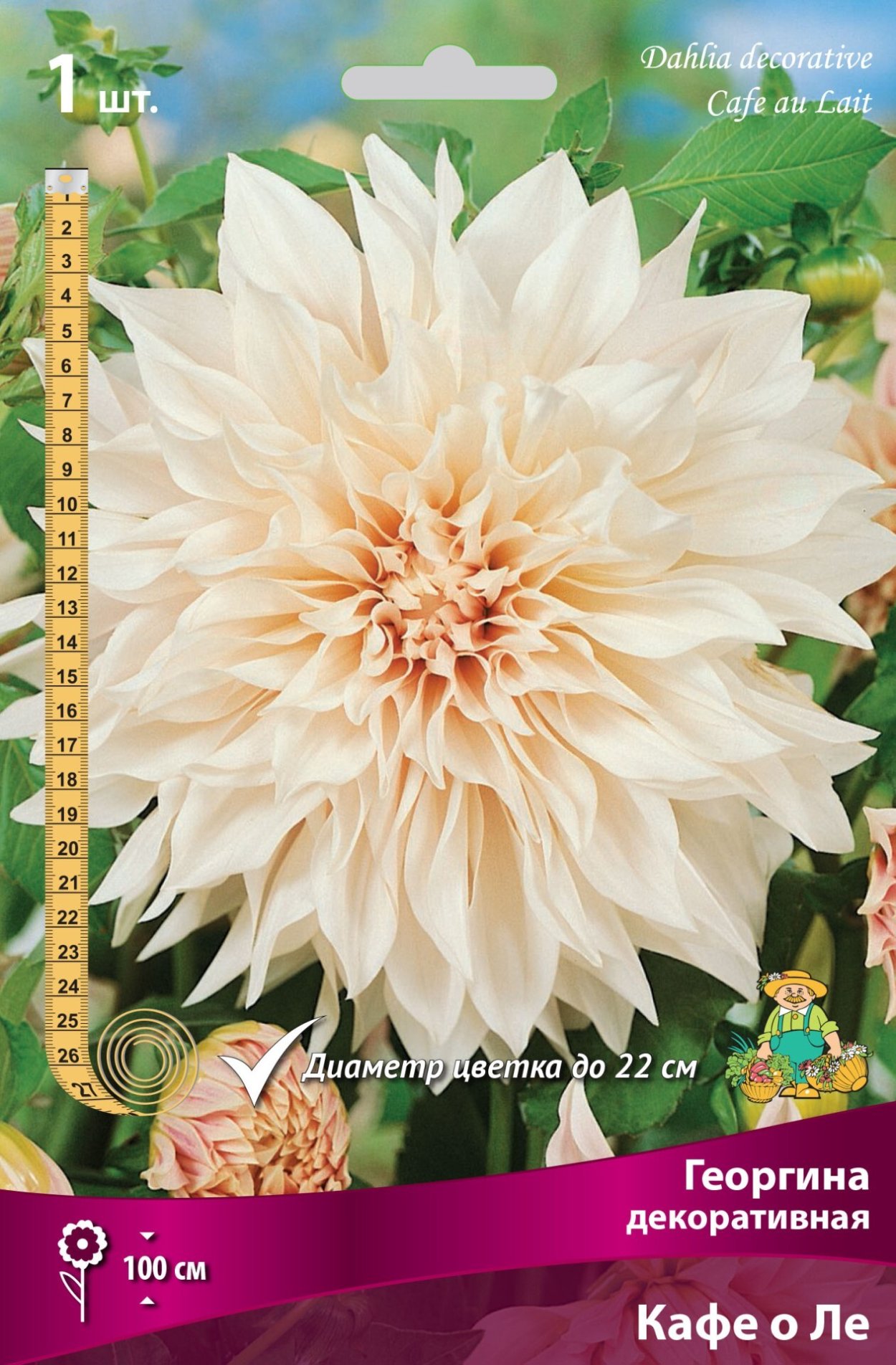 Георгина декоративная кафе о ЛЭ