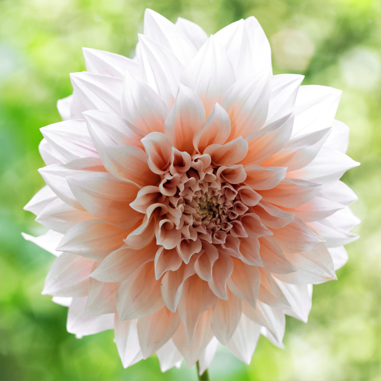 Dahlia Cafe au lait