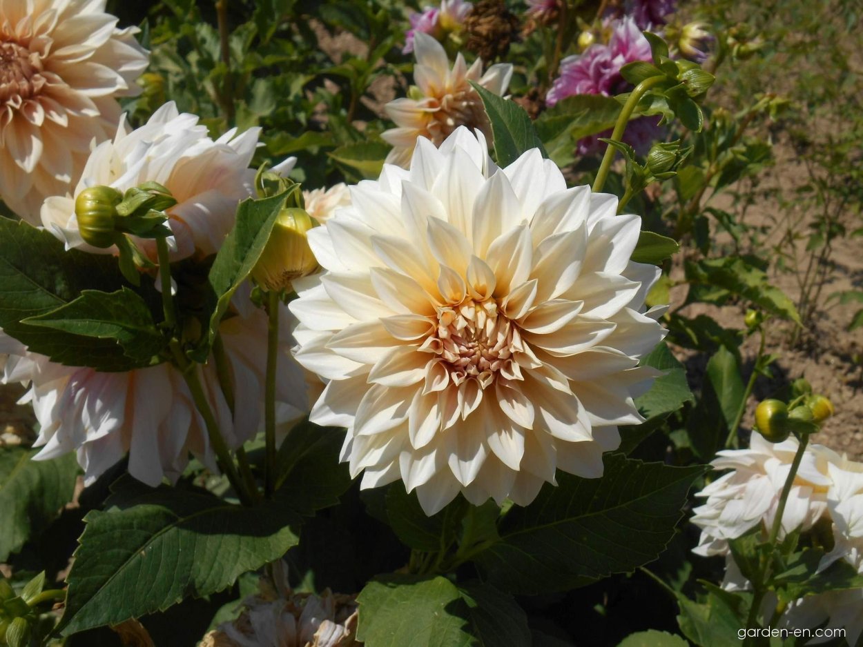 Dahlia Cafe au lait