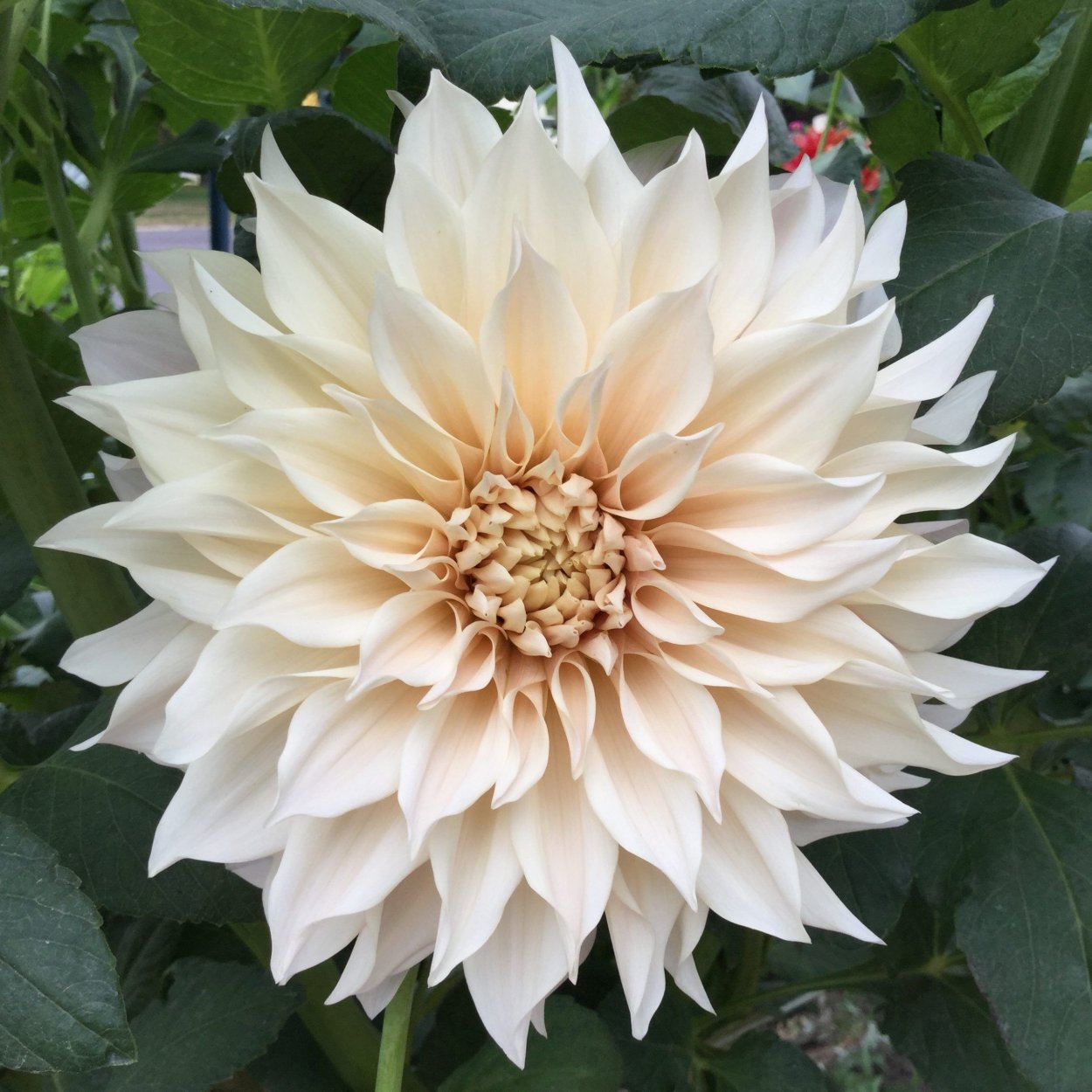 Георгины кафе ау Лайт