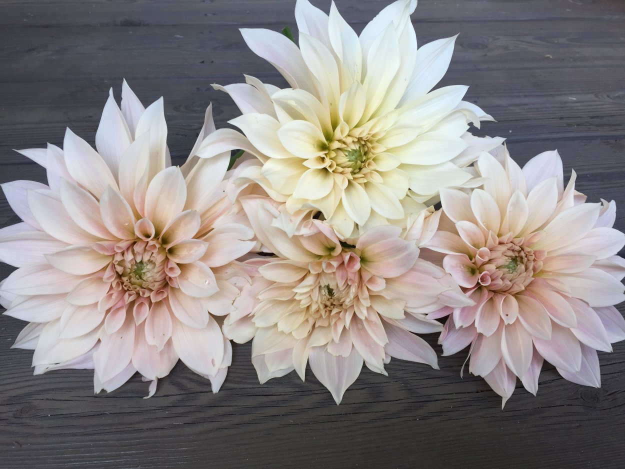 Георгин Менорка