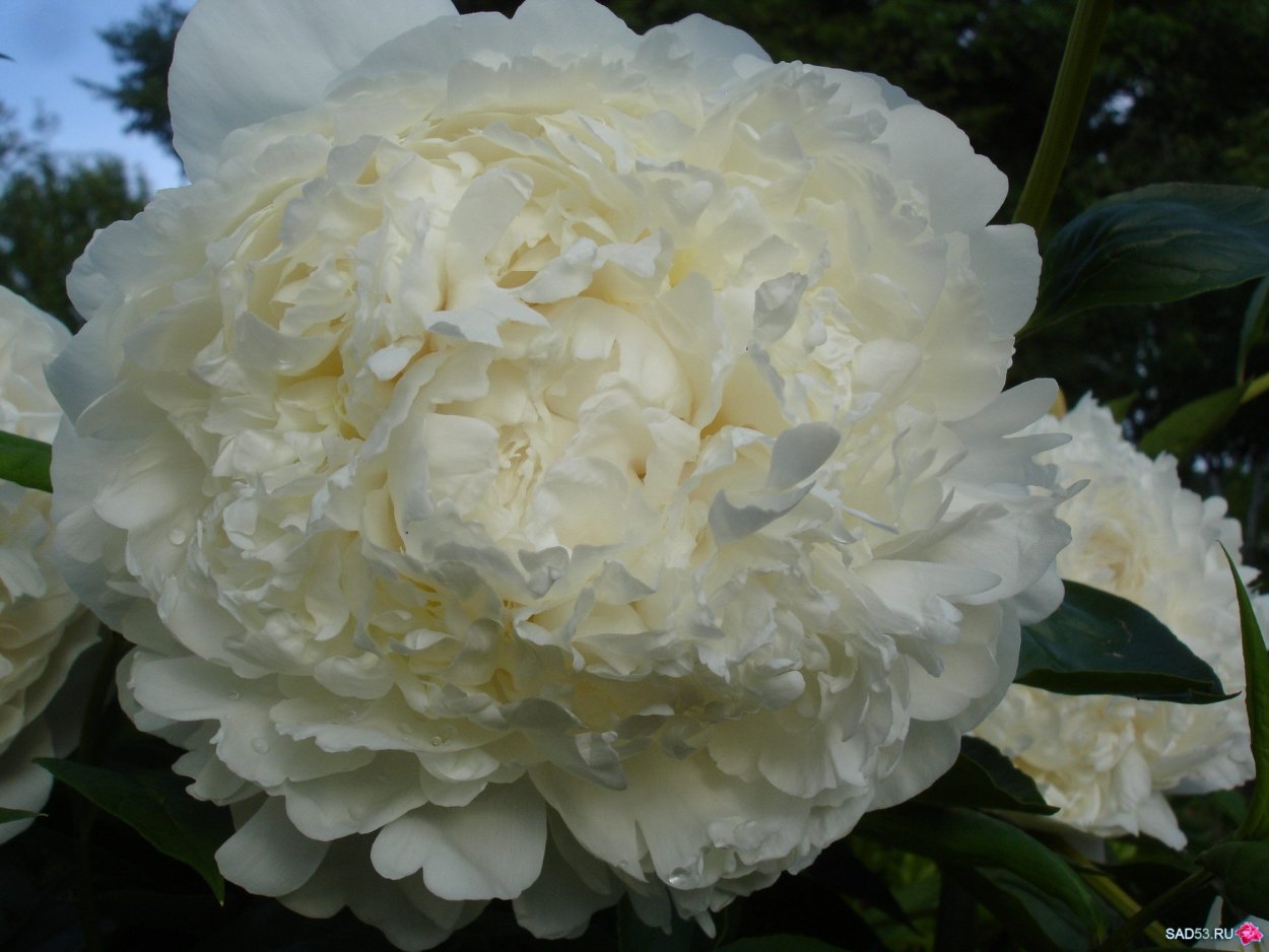 Пион Глэдис Хадсон пион