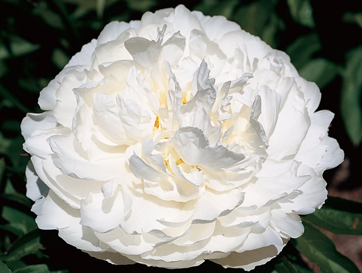 Пион ледяной Бриз