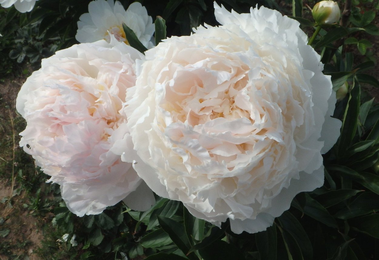 Пион Бразер Чак