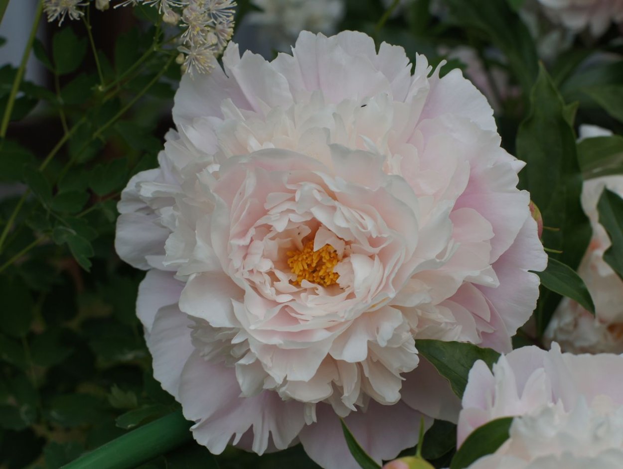 Пион миссис Эдлунд