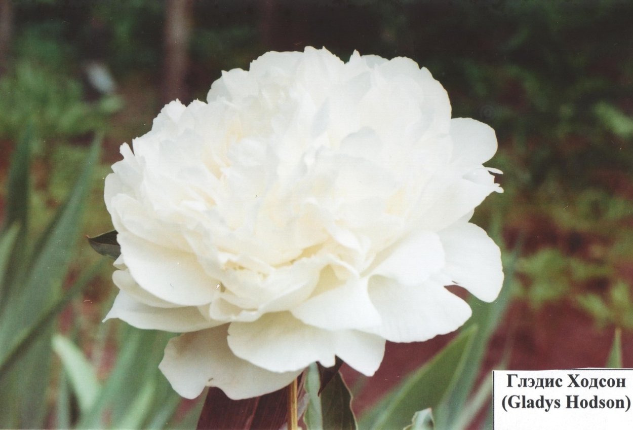Пион белый Глэдис Хадсон