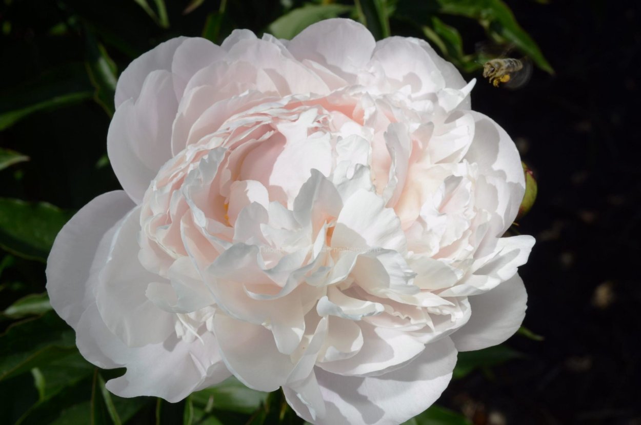 Нестеров пионы 2022