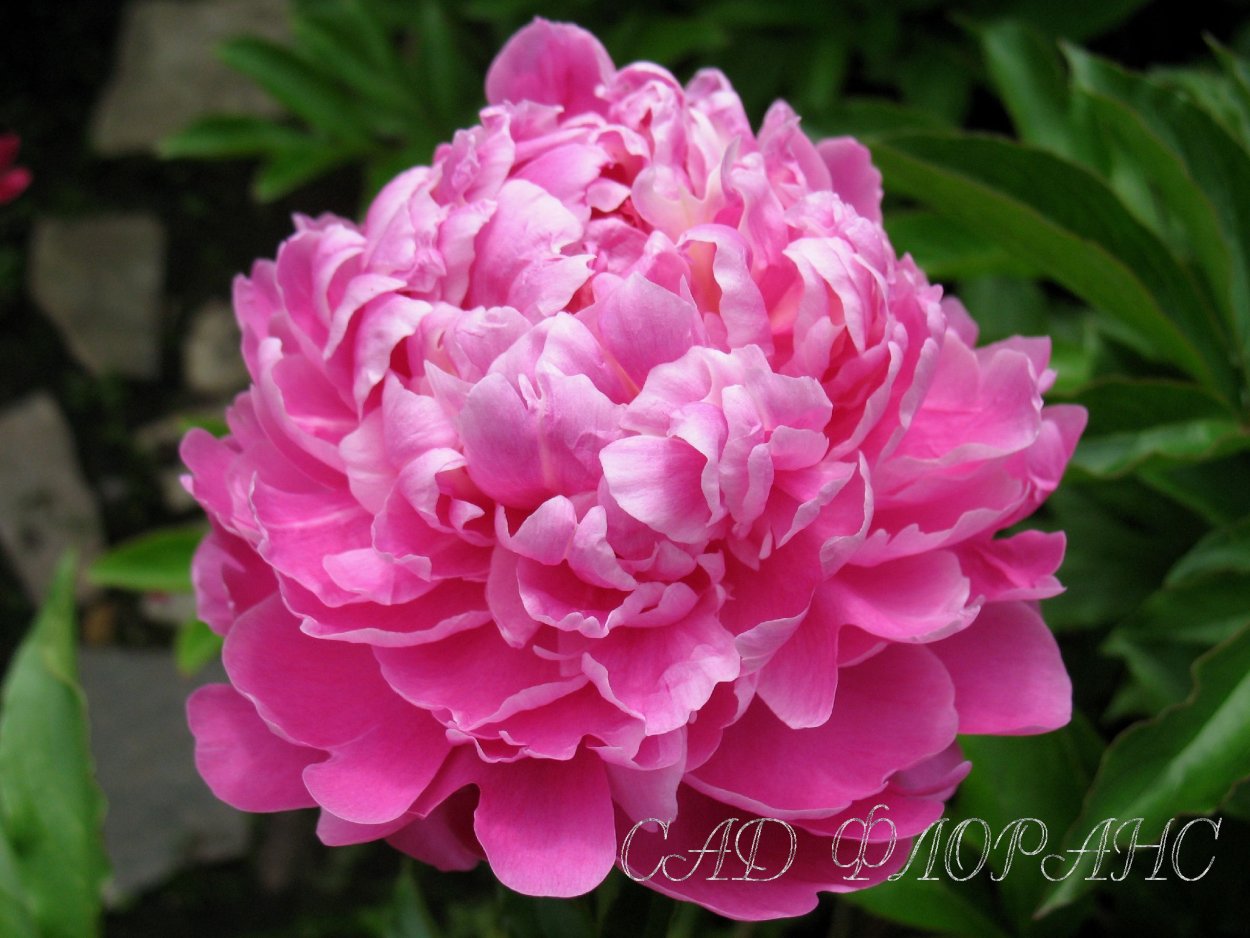 Пион Глэдис Тейлор