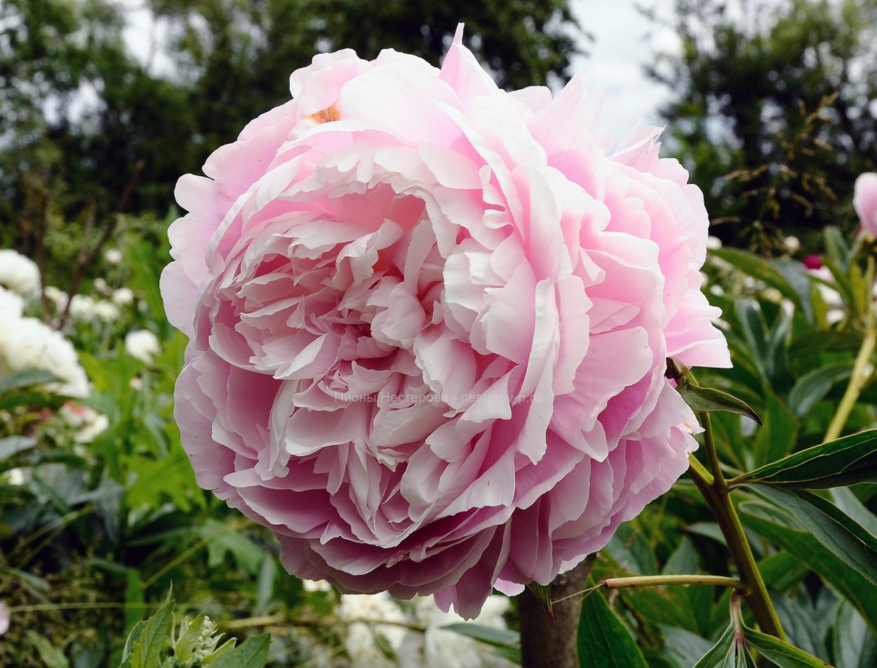 Пион крупный Mrs Roosevelt