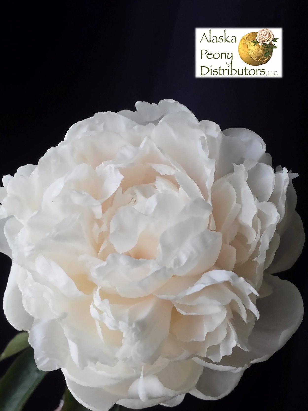 Пион Аваланч белый